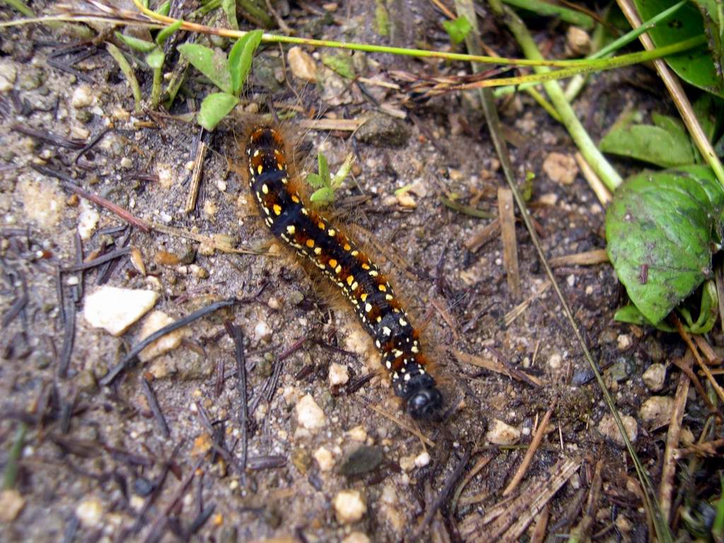 Bruco di Eriogaster arbusculae (Lasiocampidae)